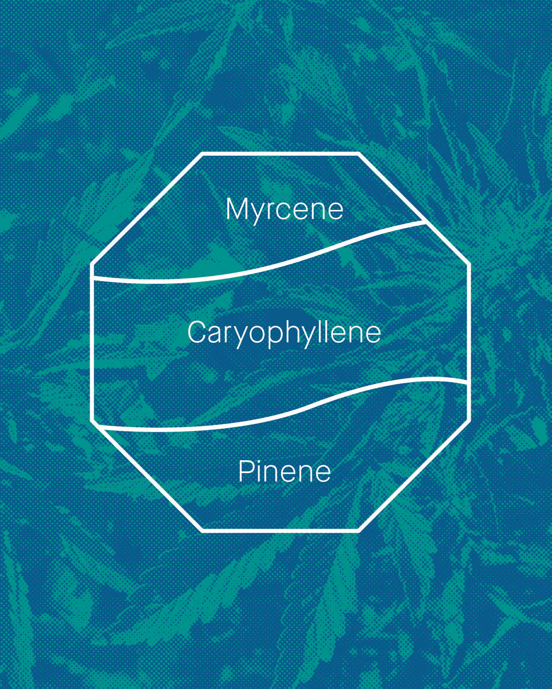 What are terpenes?